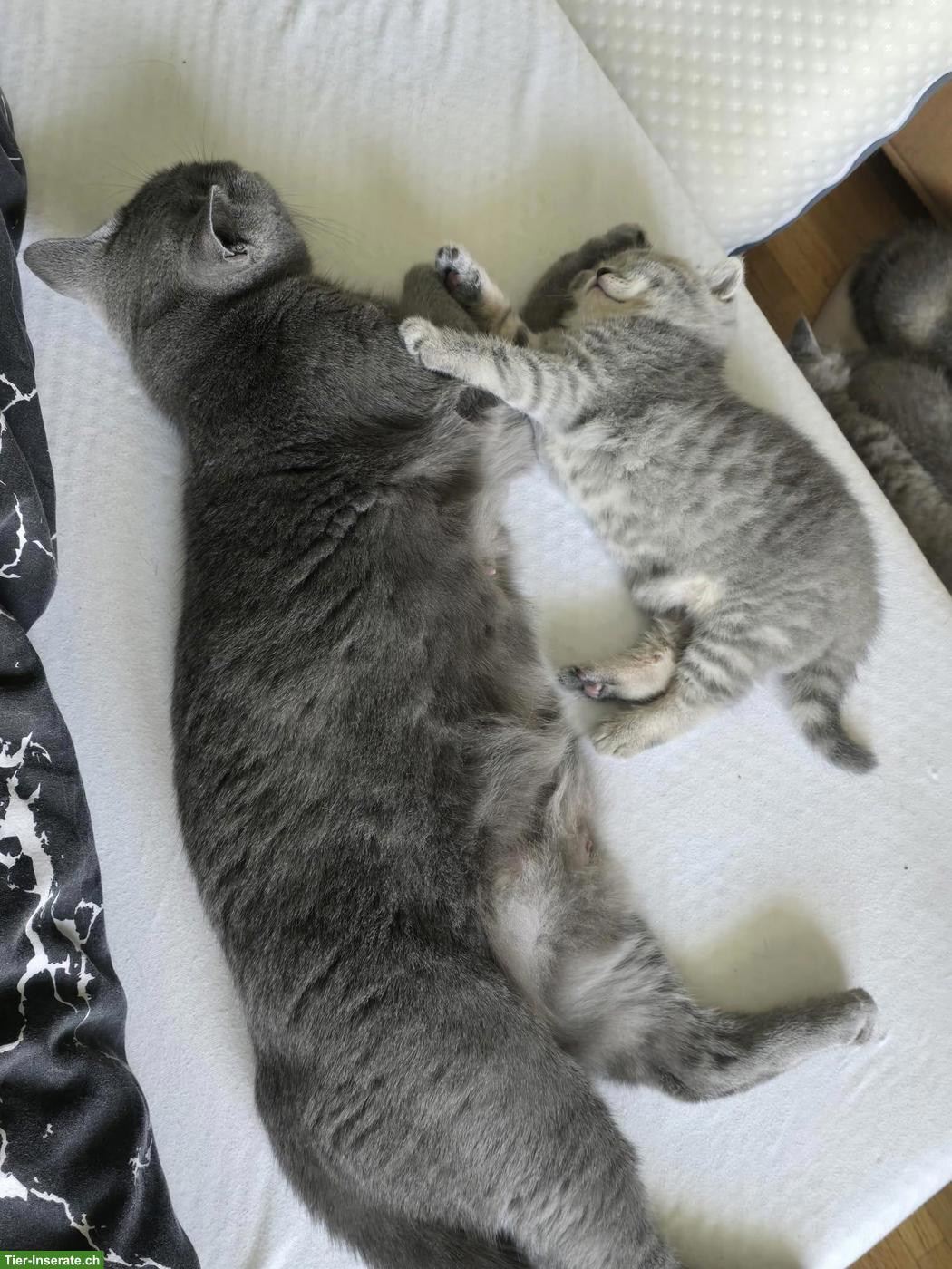 Bild 2: Britisch Kurzhaar Kitten, Kater sucht liebevolles Zuhause