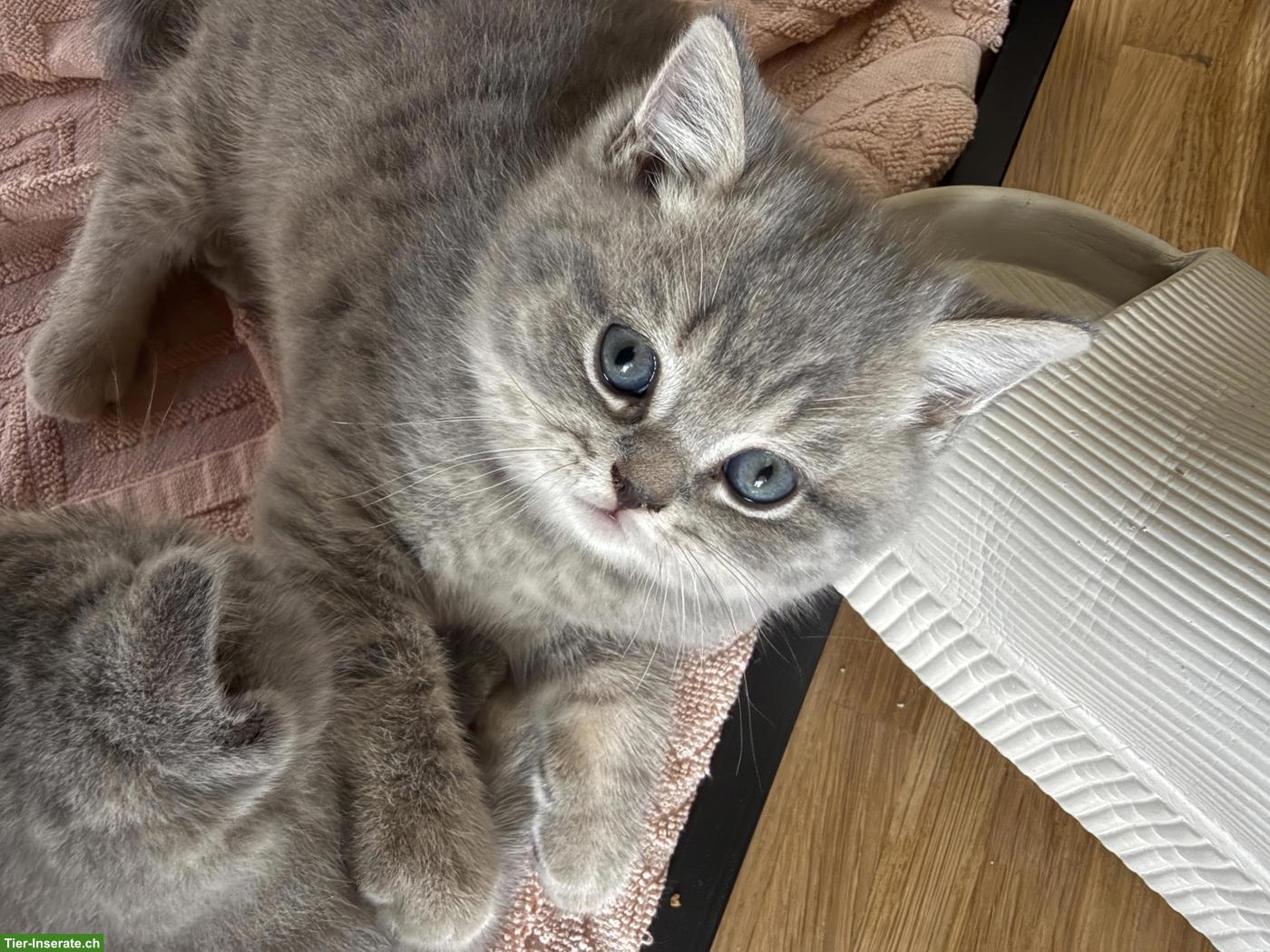 Bild 3: Britisch Kurzhaar Kitten, Kater sucht liebevolles Zuhause