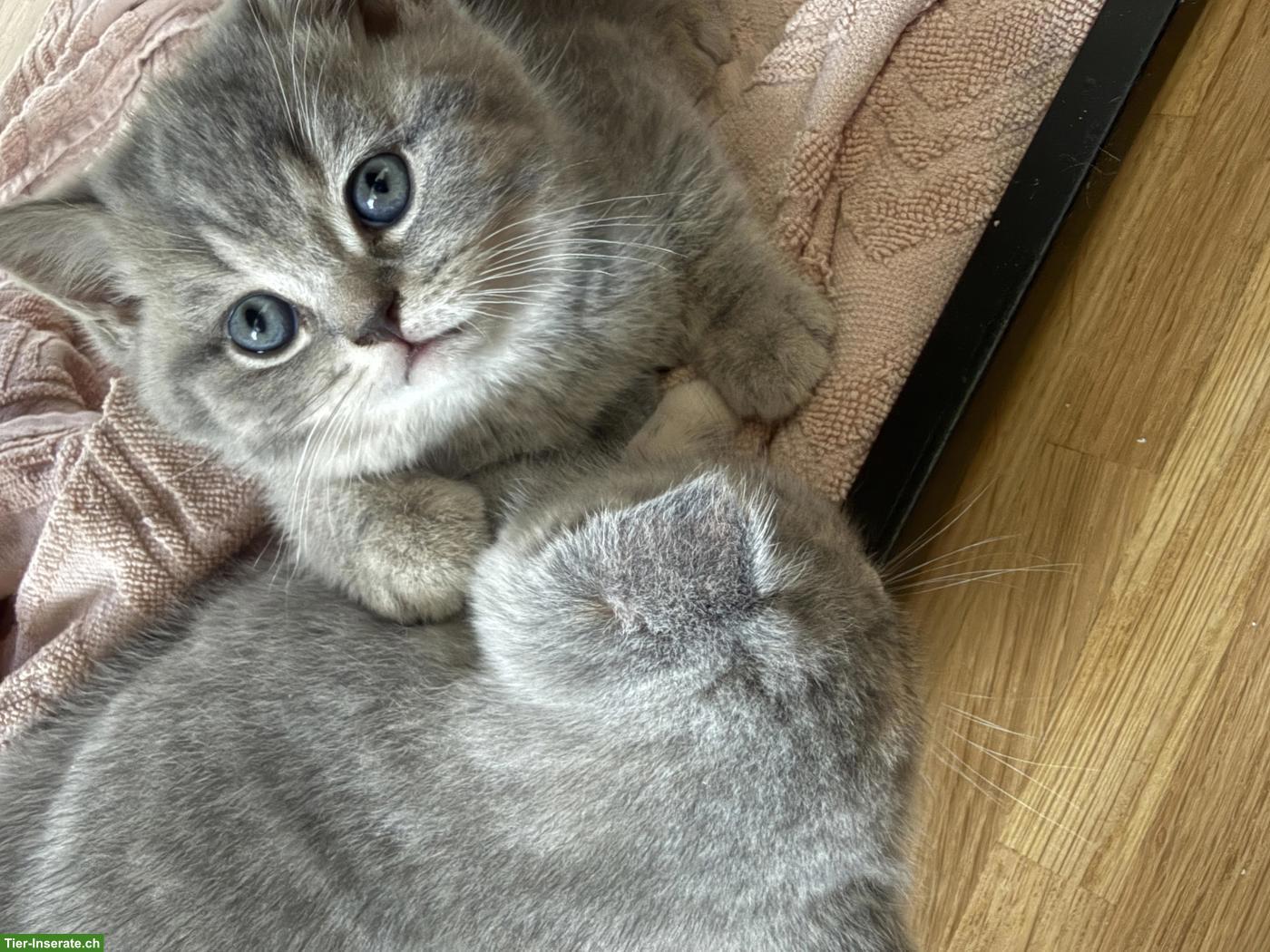 Bild 4: Britisch Kurzhaar Kitten, Kater sucht liebevolles Zuhause