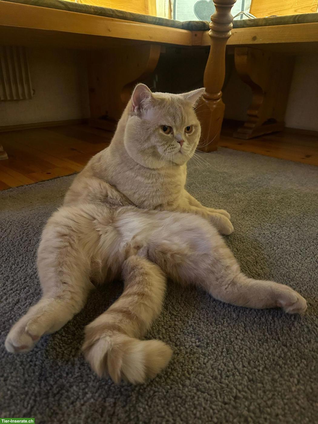 Bild 5: Britisch Kurzhaar Kitten, Kater sucht liebevolles Zuhause