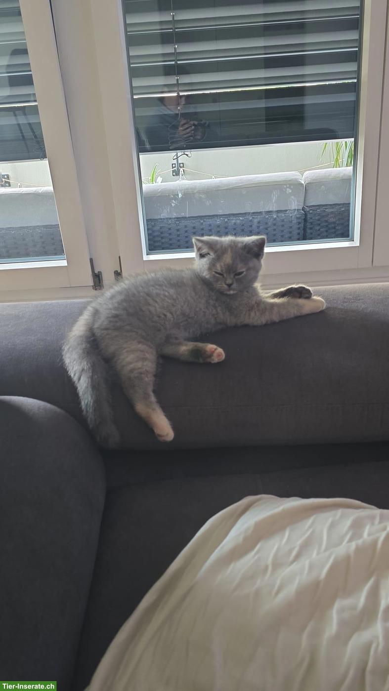 Bild 2: BKH Katzen suchen liebes Zuhause