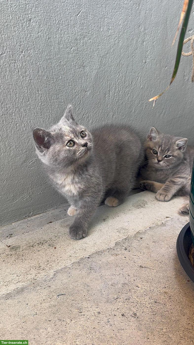 Bild 3: BKH Katzen suchen liebes Zuhause