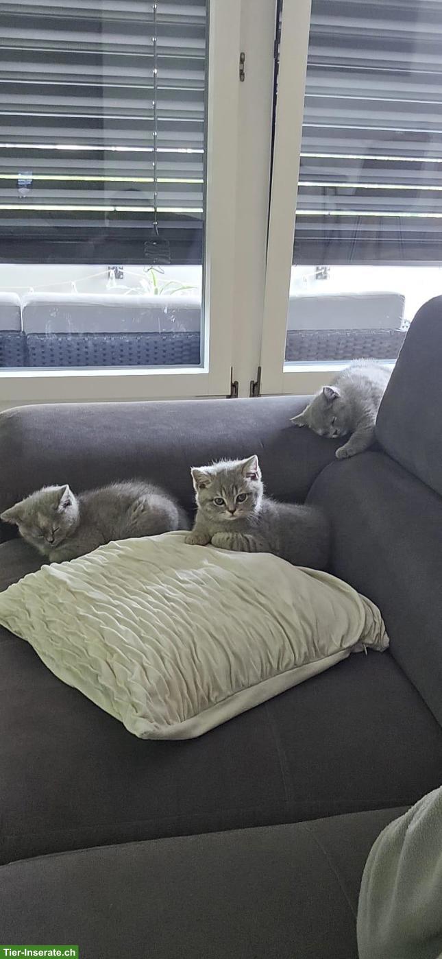 Bild 4: BKH Katzen suchen liebes Zuhause