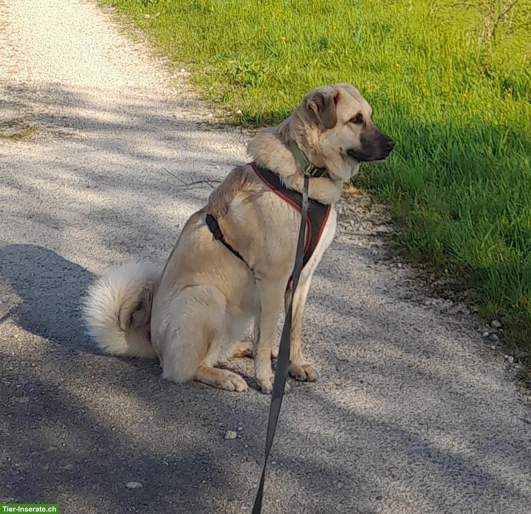 Kangal Mischlingshündin Ayla sucht in neues Zuhause