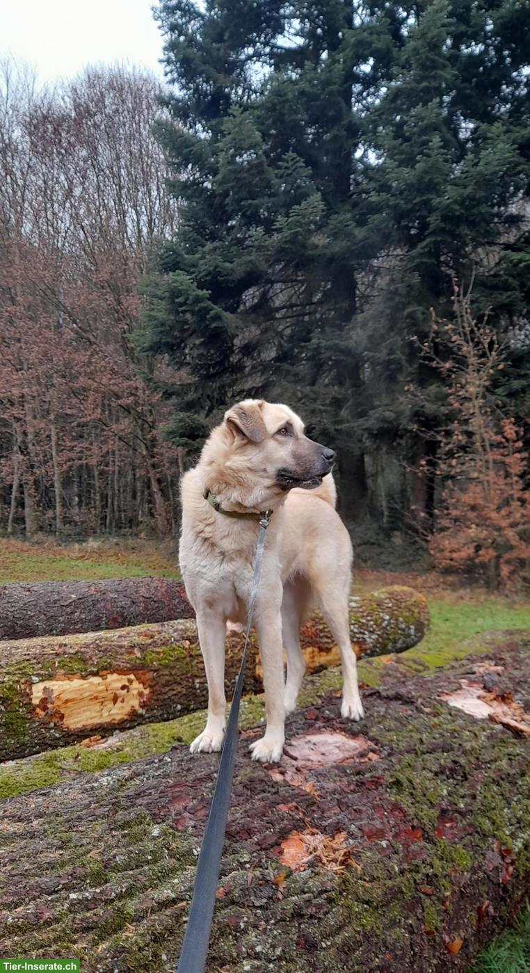 Bild 2: Kangal Mischlingshündin Ayla sucht in neues Zuhause