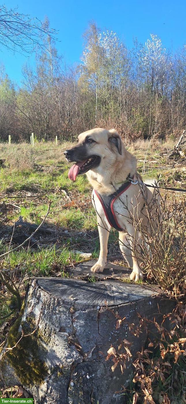 Bild 3: Kangal Mischlingshündin Ayla sucht in neues Zuhause