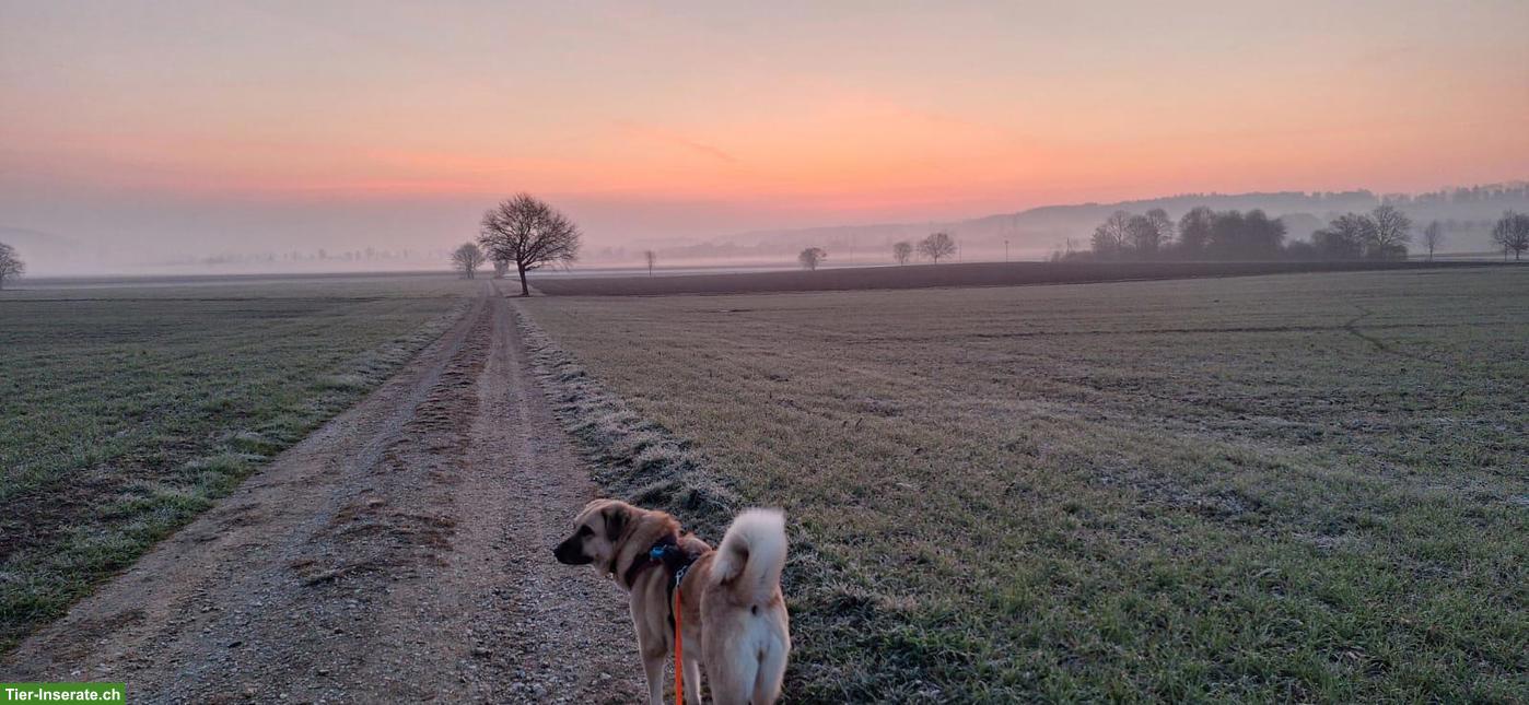 Bild 4: Kangal Mischlingshündin Ayla sucht in neues Zuhause