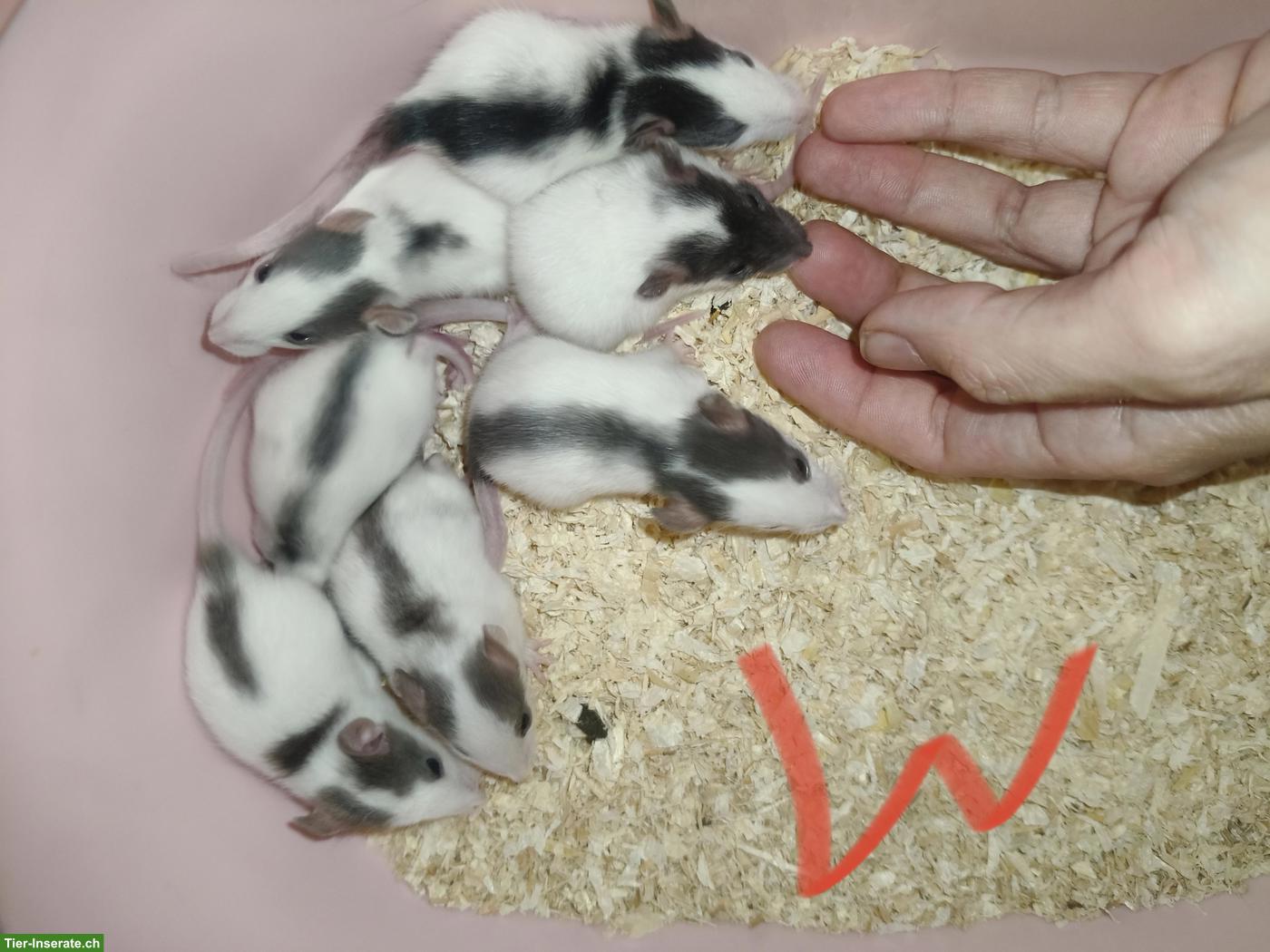 Handzahme Rattenbabys, weiblich und männlich