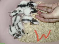 Handzahme Rattenbabys, weiblich und männlich