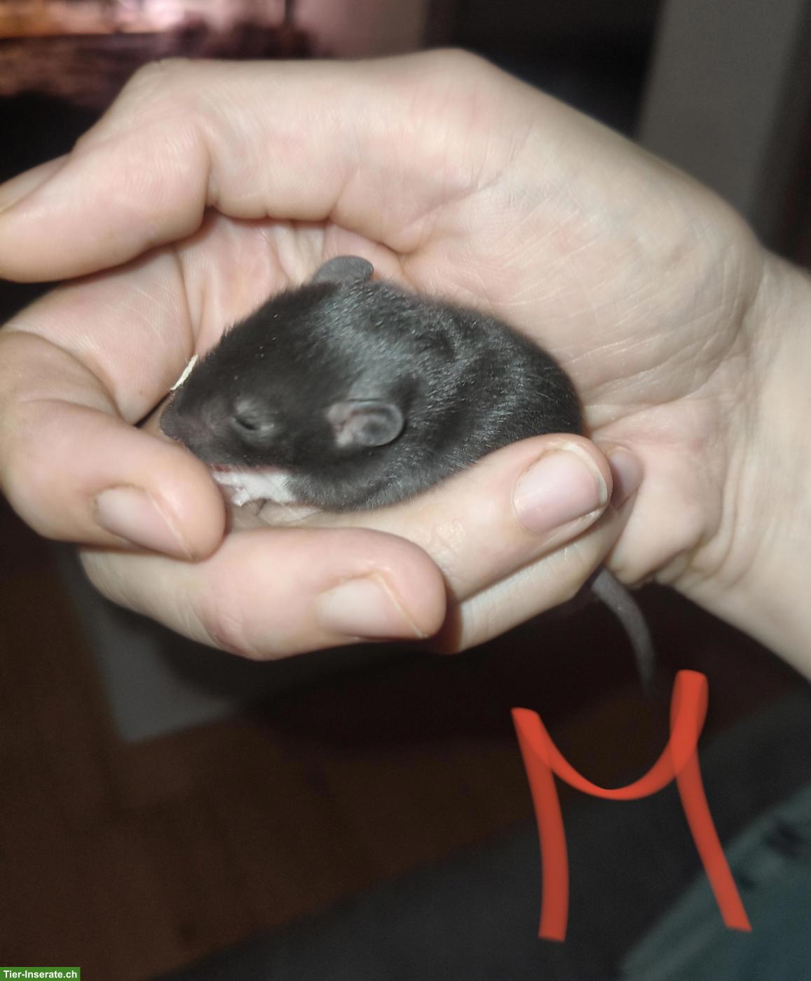 Bild 2: Handzahme Rattenbabys, weiblich und männlich