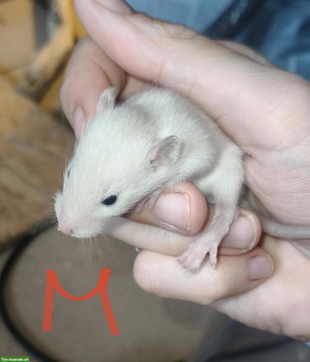 Bild 3: Handzahme Rattenbabys, weiblich und männlich