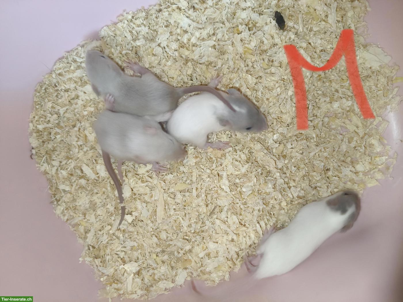 Bild 4: Handzahme Rattenbabys, weiblich und männlich