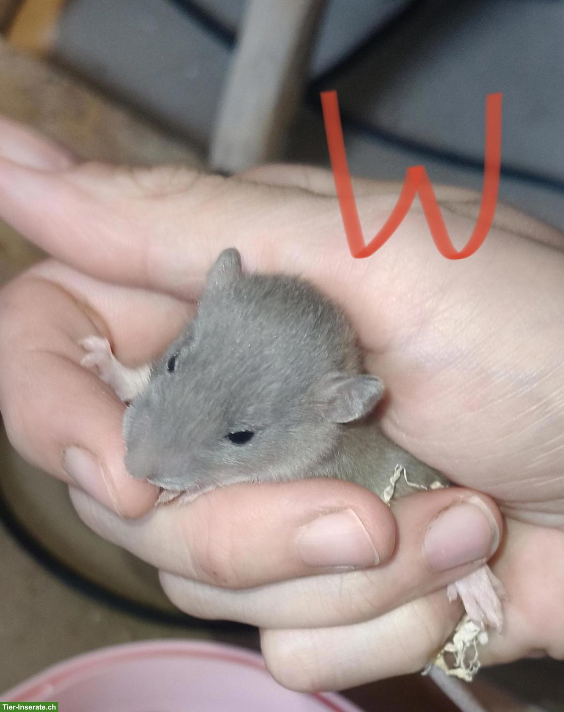 Bild 5: Handzahme Rattenbabys, weiblich und männlich