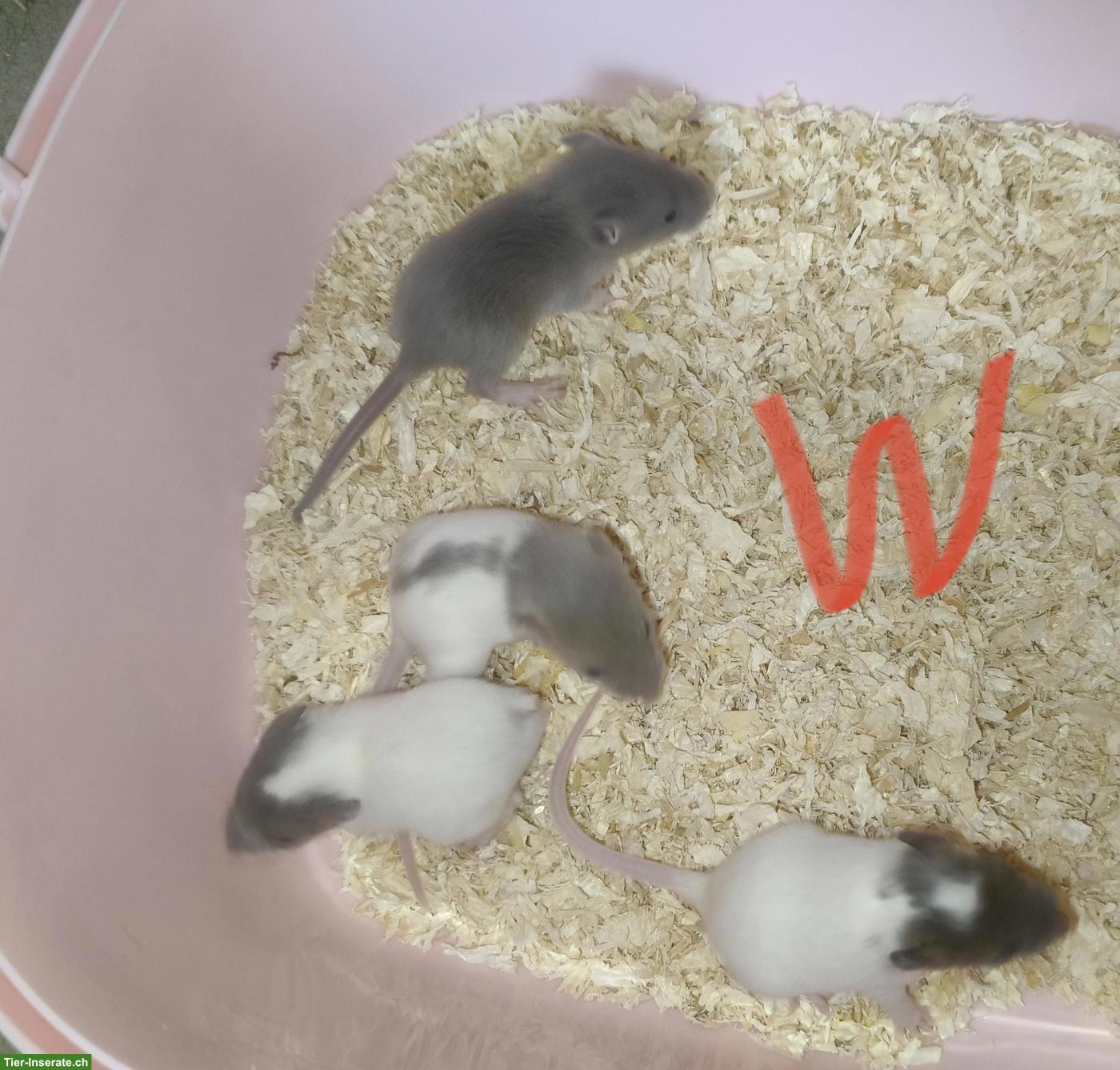 Bild 6: Handzahme Rattenbabys, weiblich und männlich