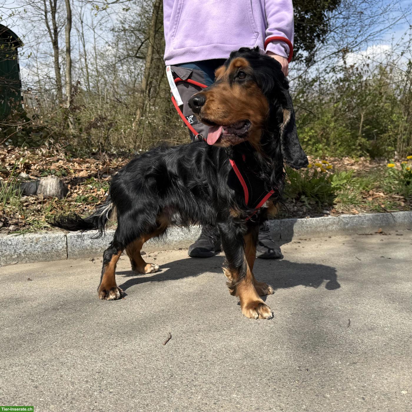 Cocker Spaniel Rüde Pablo, aktiv und in der Pubertät