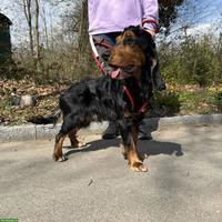 Cocker Spaniel Rüde Pablo, aktiv und in der Pubertät