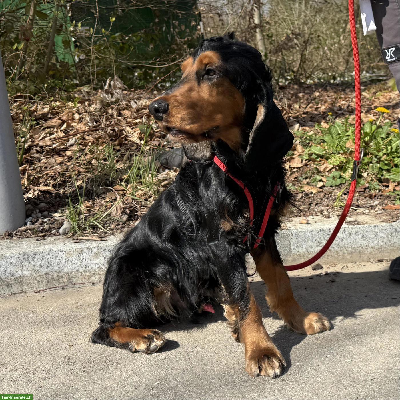 Bild 2: Cocker Spaniel Rüde Pablo, aktiv und in der Pubertät