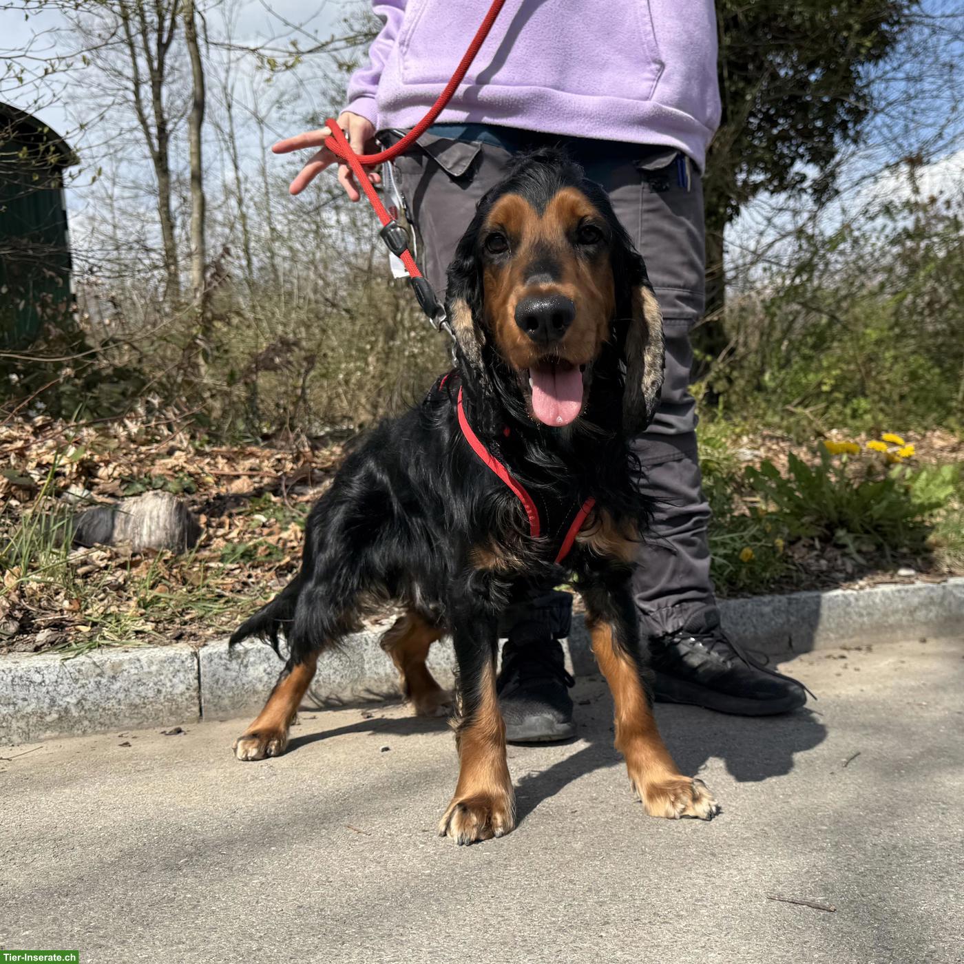 Bild 3: Cocker Spaniel Rüde Pablo, aktiv und in der Pubertät
