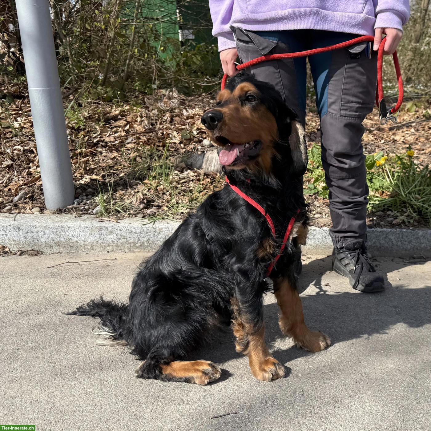 Bild 4: Cocker Spaniel Rüde Pablo, aktiv und in der Pubertät