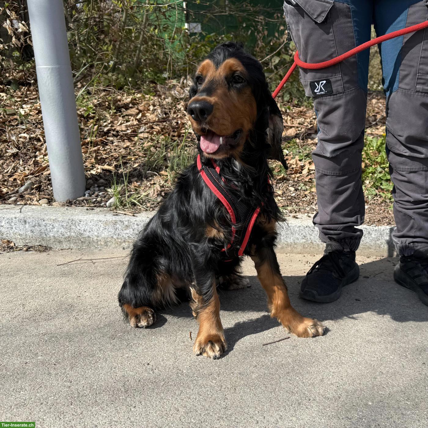 Bild 5: Cocker Spaniel Rüde Pablo, aktiv und in der Pubertät