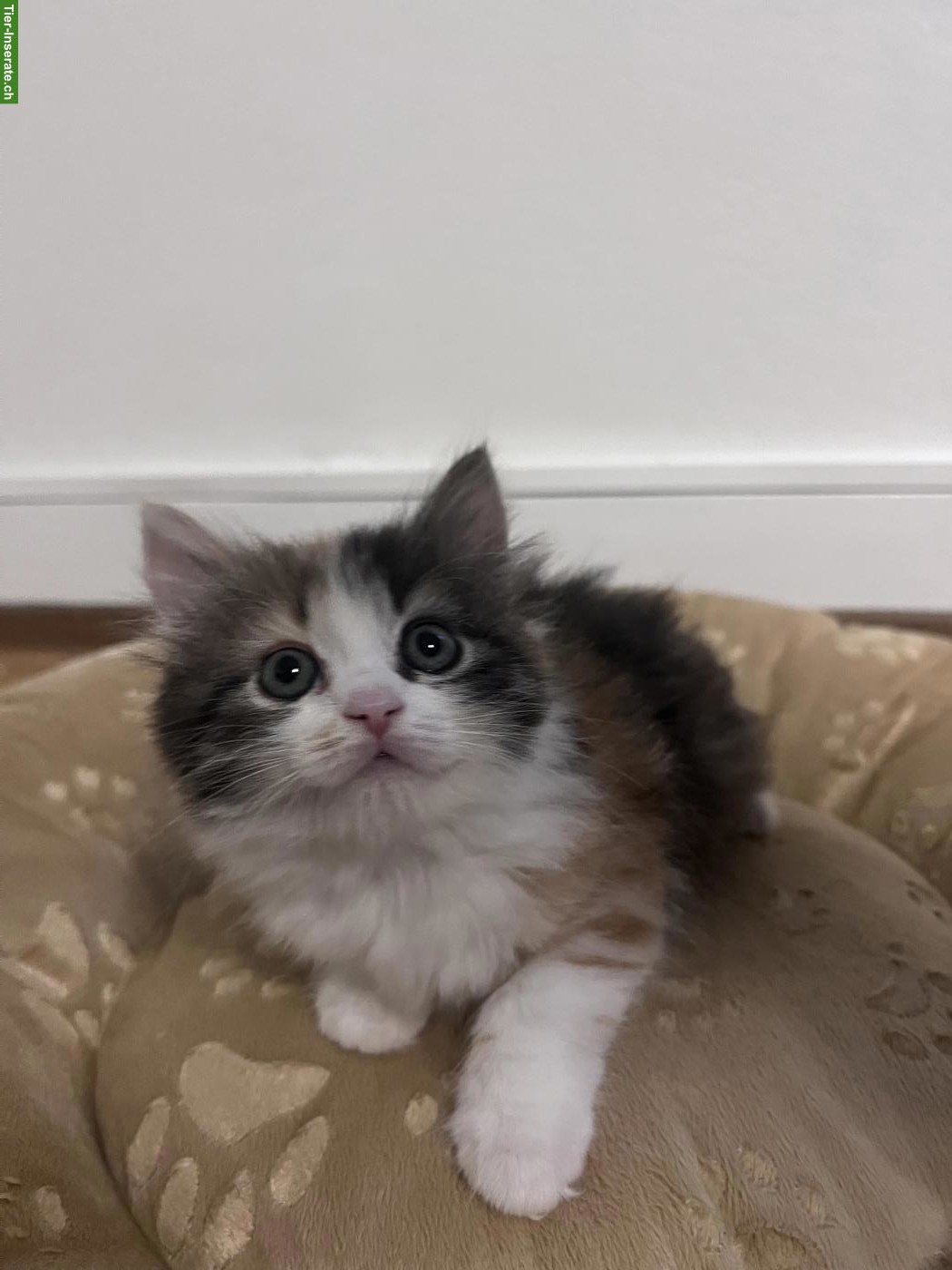 Ragdoll-Mischlingskätzchen suchen ein Zuhause