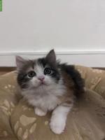 Ragdoll-Mischlingskätzchen suchen ein Zuhause