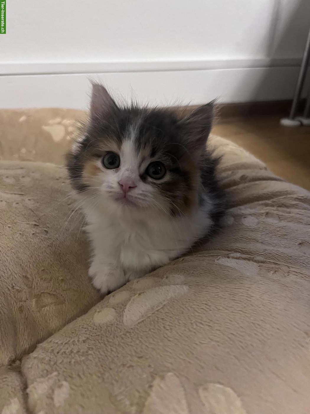 Bild 3: Ragdoll-Mischlingskätzchen suchen ein Zuhause