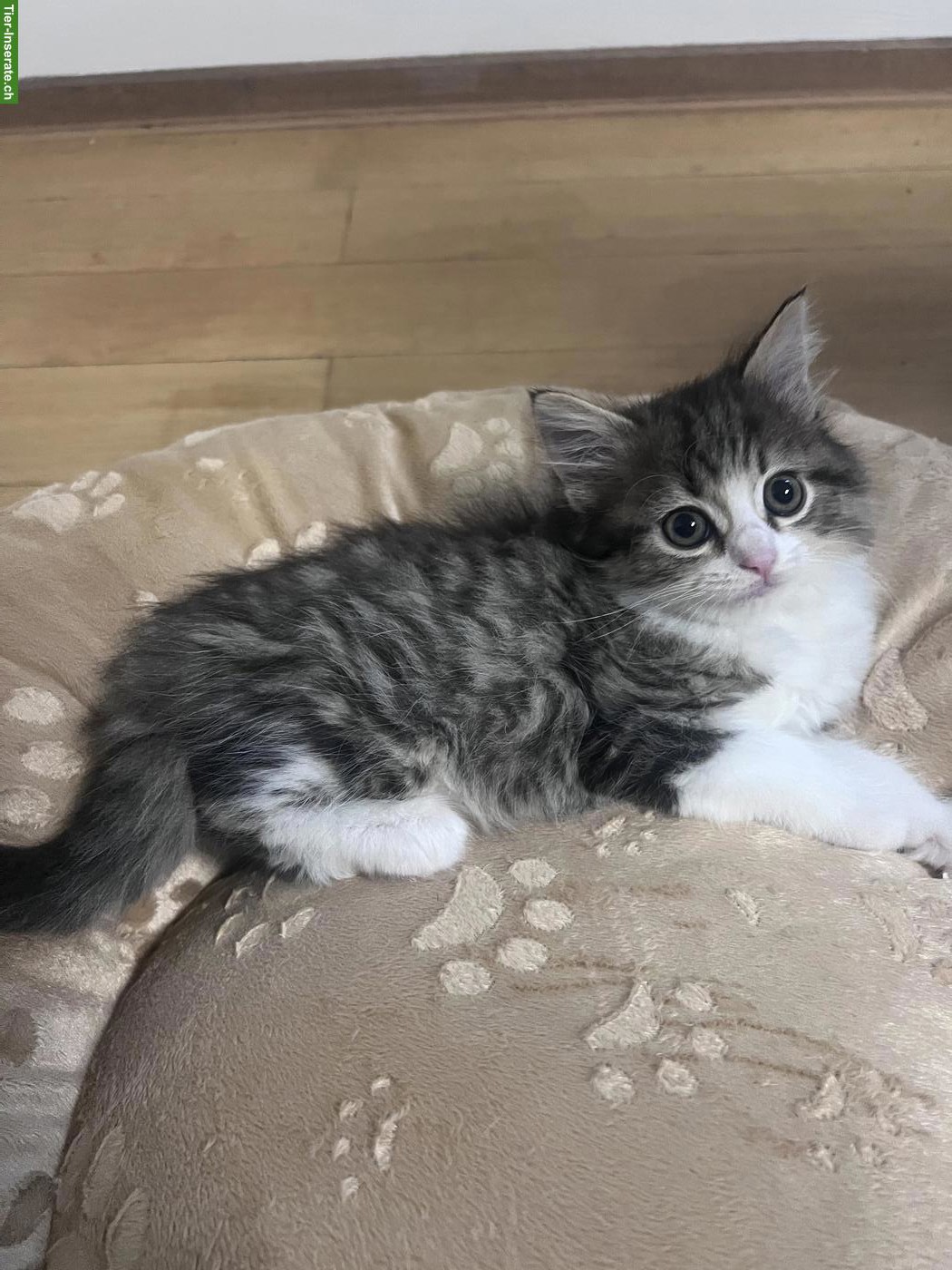 Bild 4: Ragdoll-Mischlingskätzchen suchen ein Zuhause