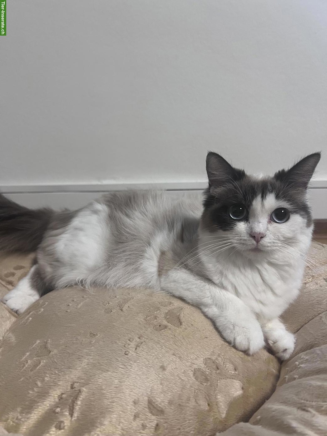 Bild 5: Ragdoll-Mischlingskätzchen suchen ein Zuhause
