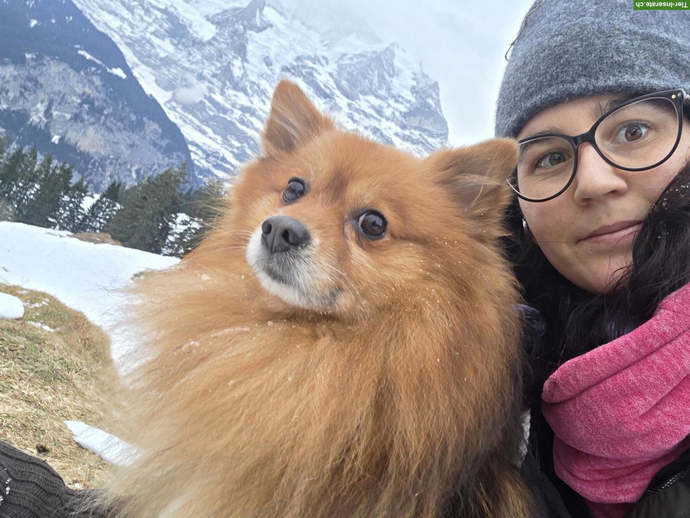 Biete Hundebetreuung, konsequent herzlich und erfahren
