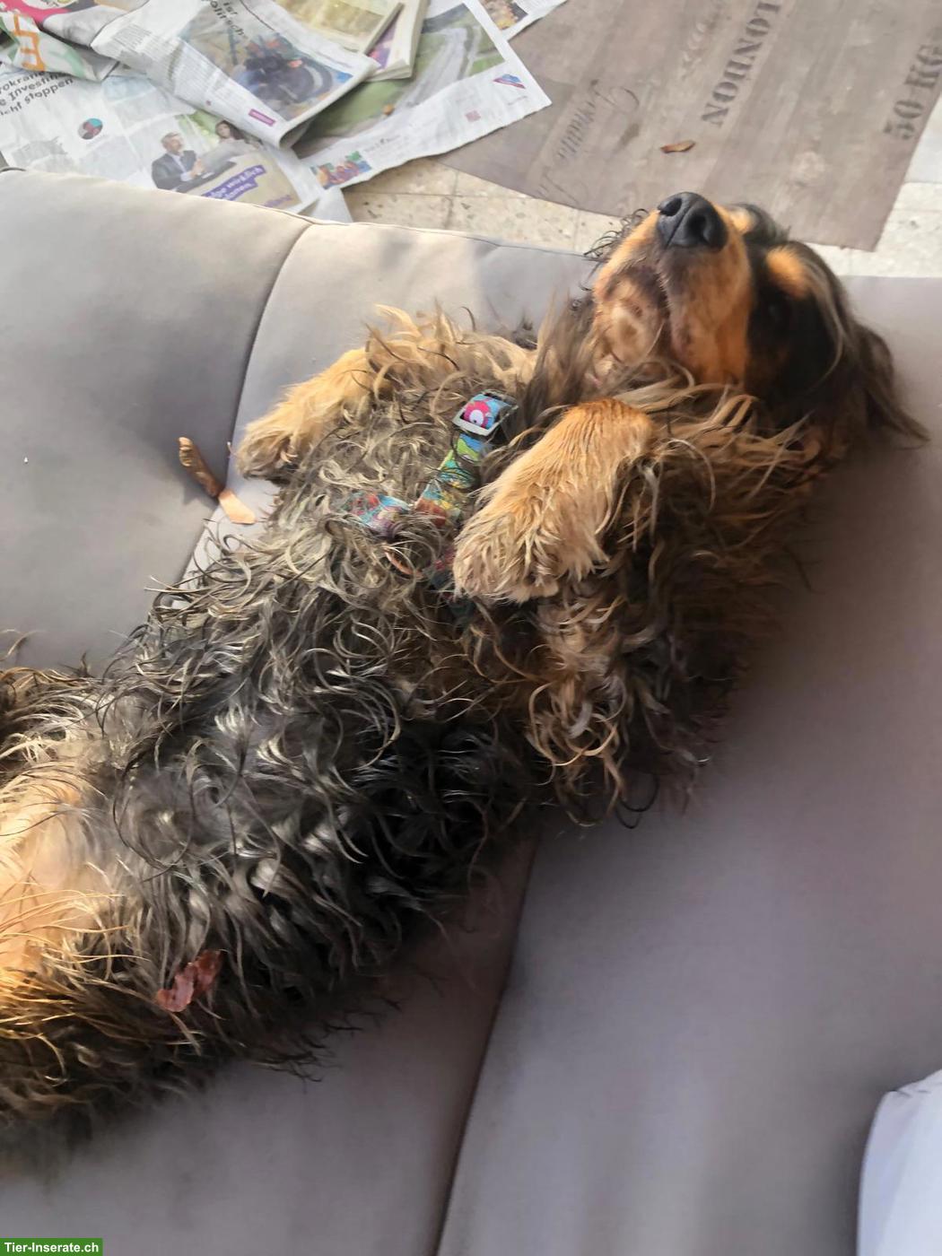 Bild 4: Biete Hundebetreuung, konsequent herzlich und erfahren