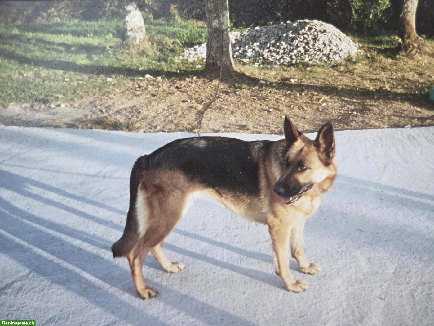 Bild 5: Biete Hundebetreuung, konsequent herzlich und erfahren