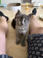 Reinrassige Maine Coon Katze, blue Tortie smoke white