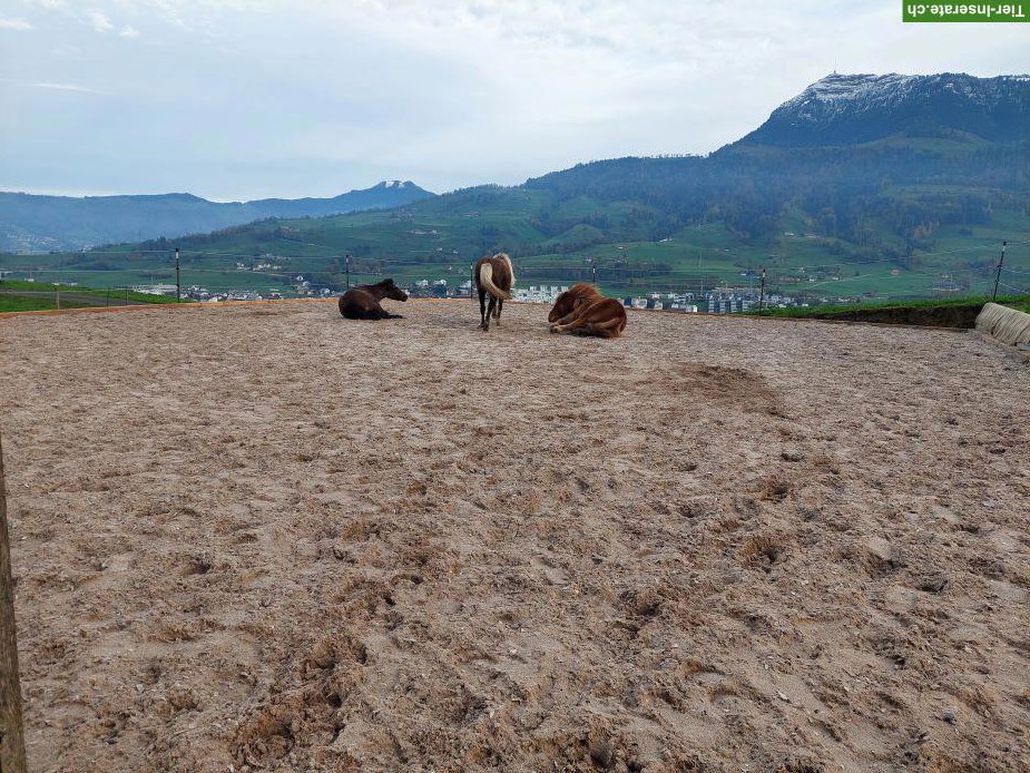 Suche Islandpferd, biete schönen Lebensplatz