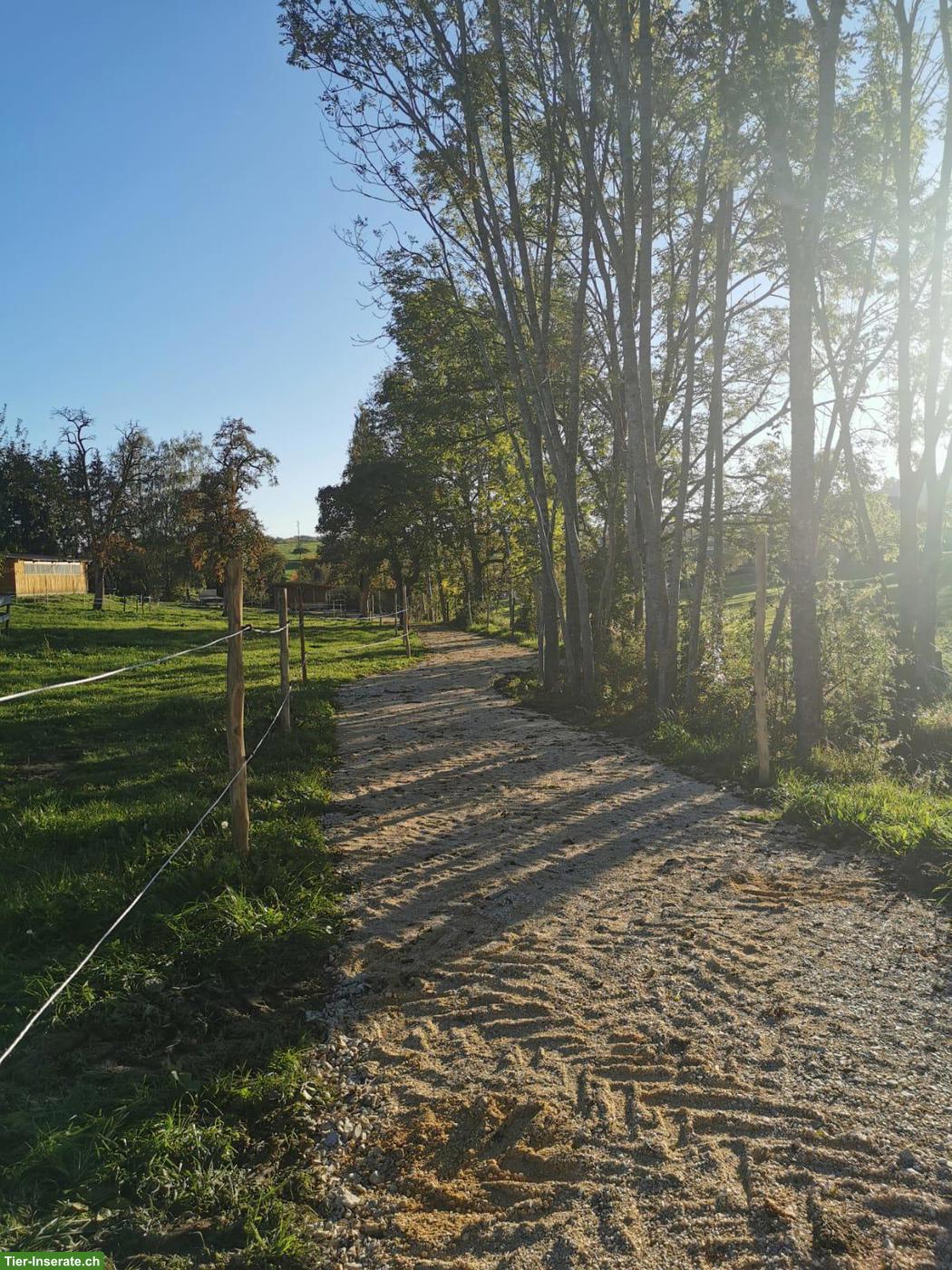 Freie Plätze im Aktivstall in Grenznähe von Schaffhausen