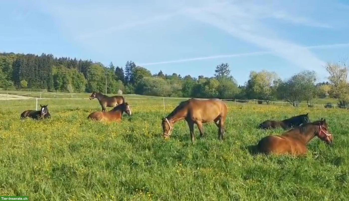 Bild 5: Freie Plätze im Aktivstall in Grenznähe von Schaffhausen