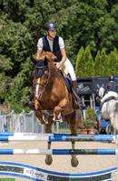 Schweizer Warmblut Stute sucht neues Zuhause