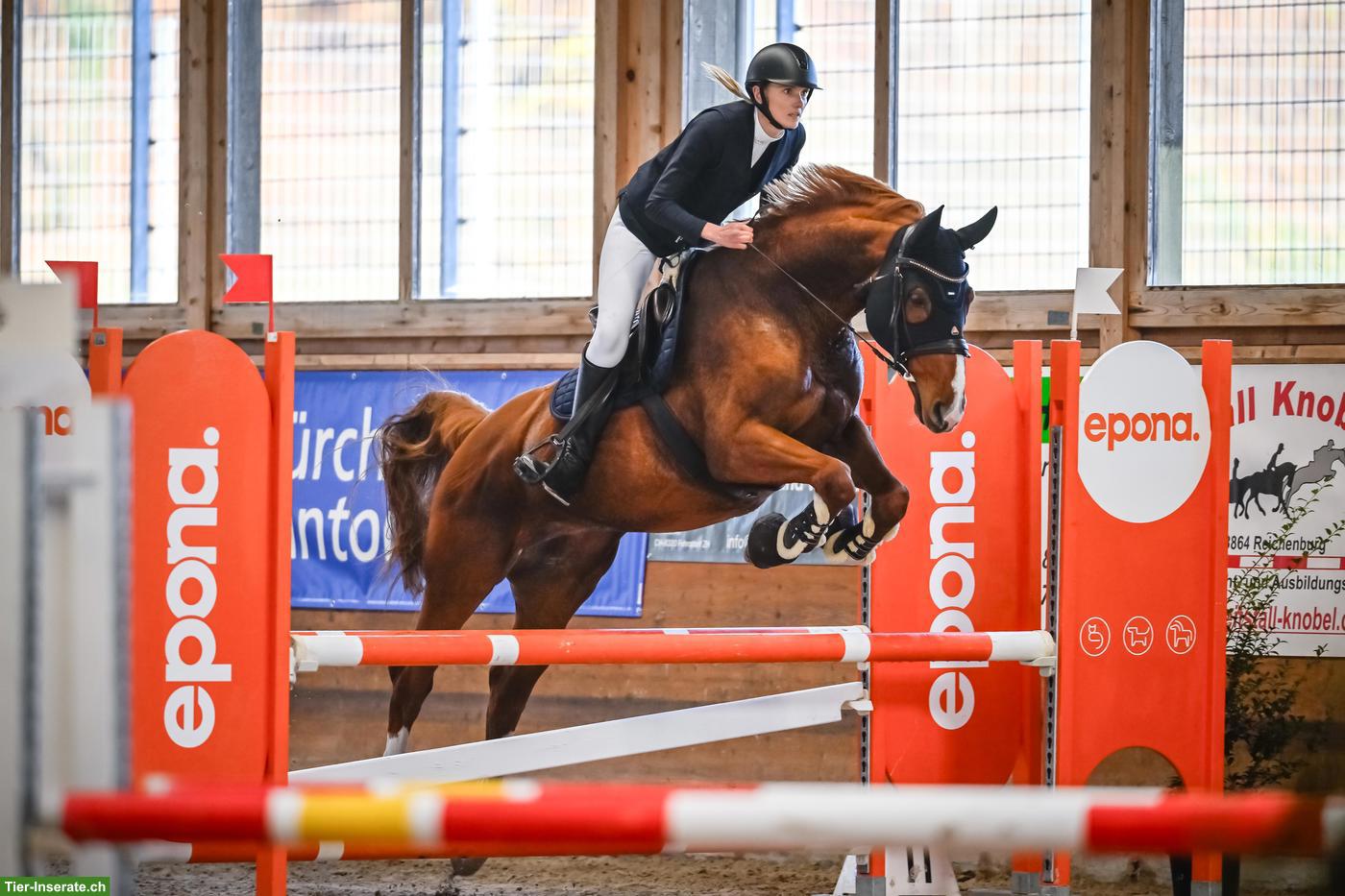 Bild 2: Schweizer Warmblut Stute sucht neues Zuhause