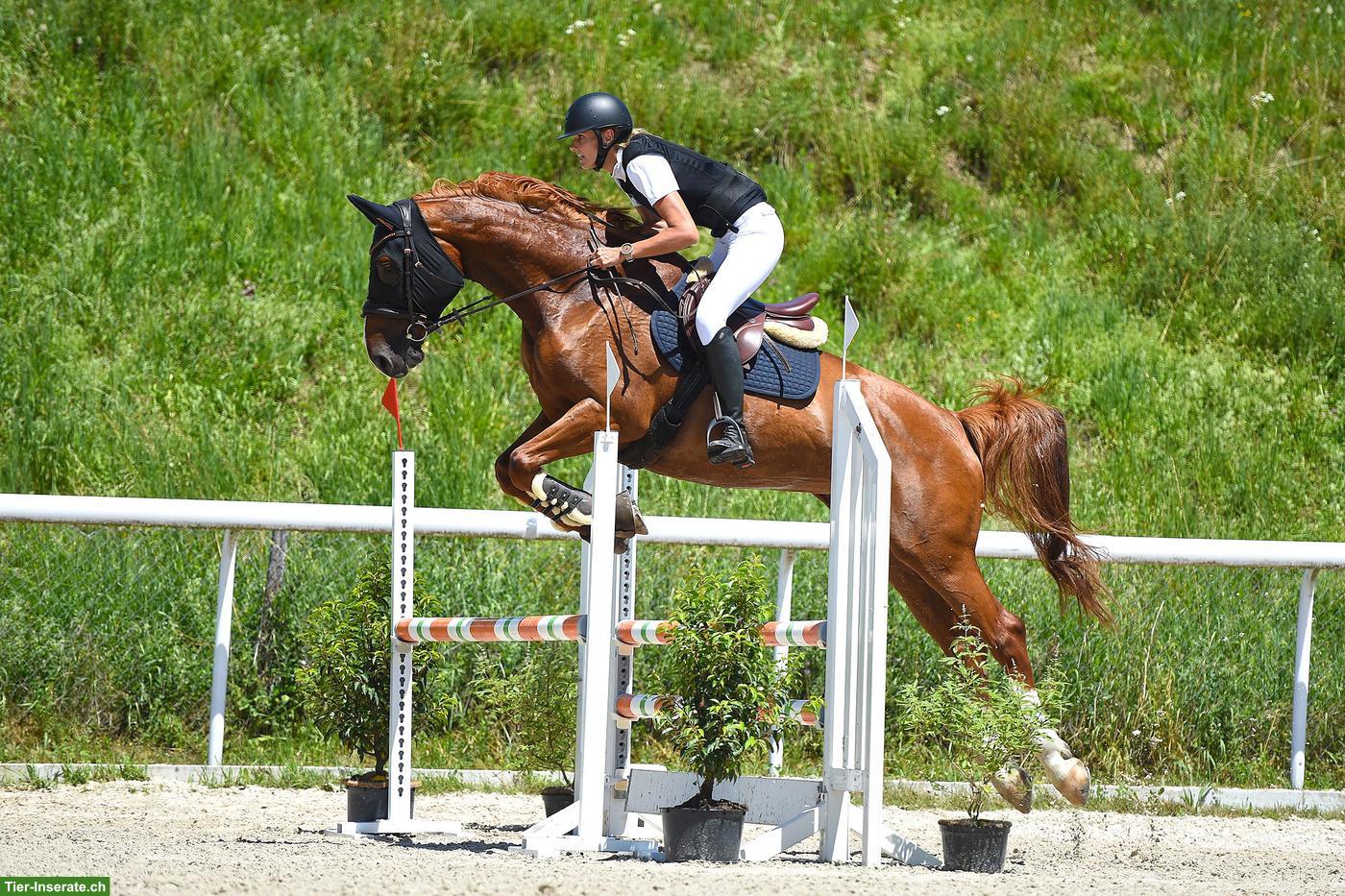 Bild 3: Schweizer Warmblut Stute sucht neues Zuhause