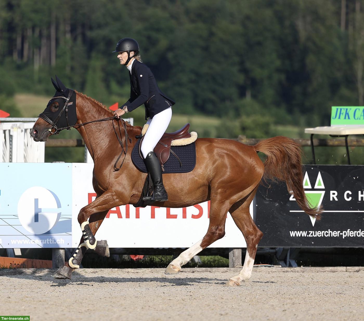 Bild 4: Schweizer Warmblut Stute sucht neues Zuhause