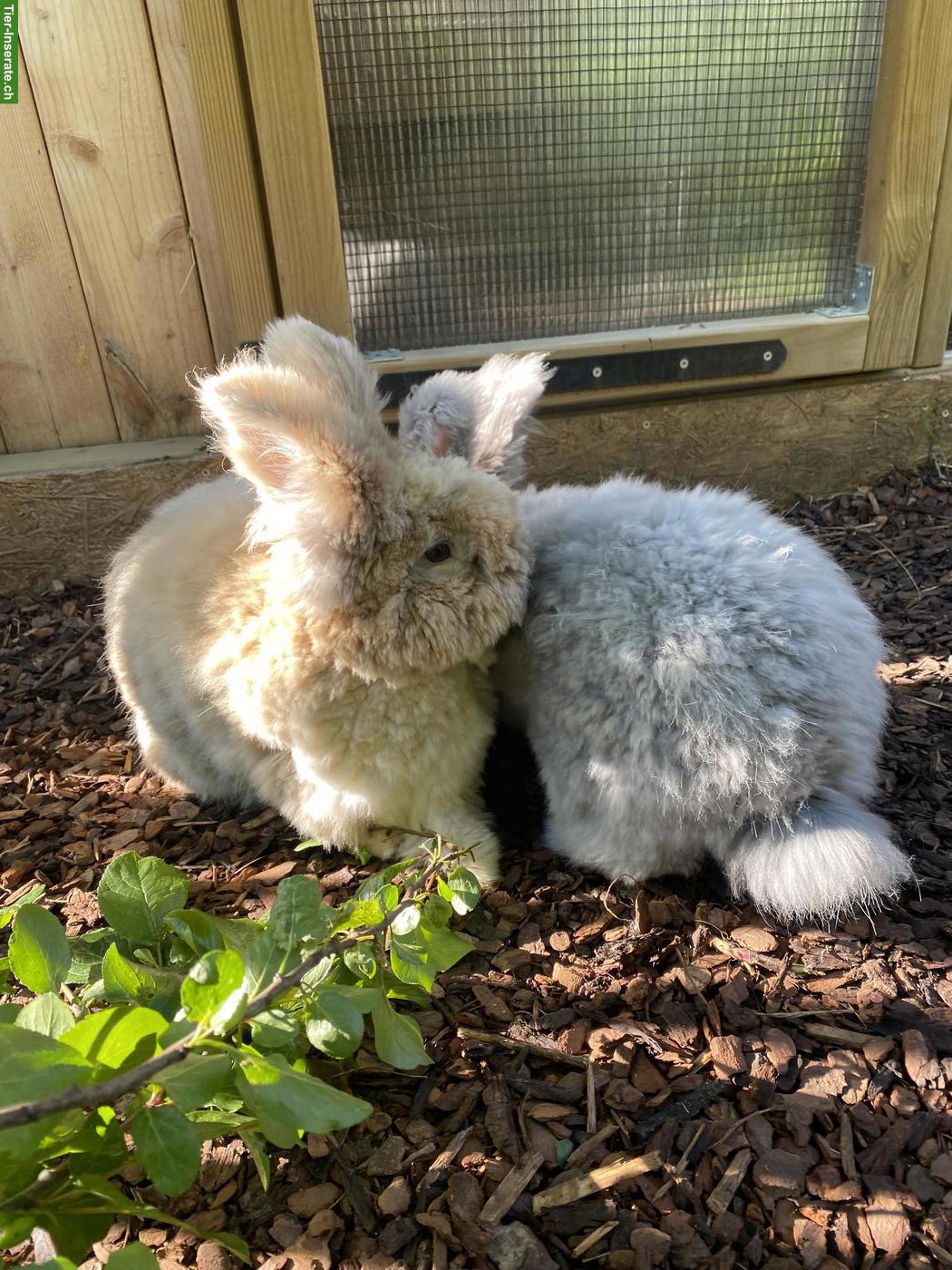 Englisch Angora Kaninchen, Häsin