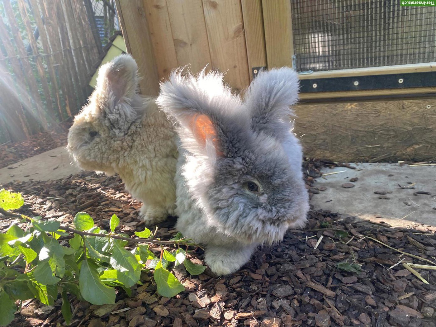 Bild 2: Englisch Angora Kaninchen, Häsin