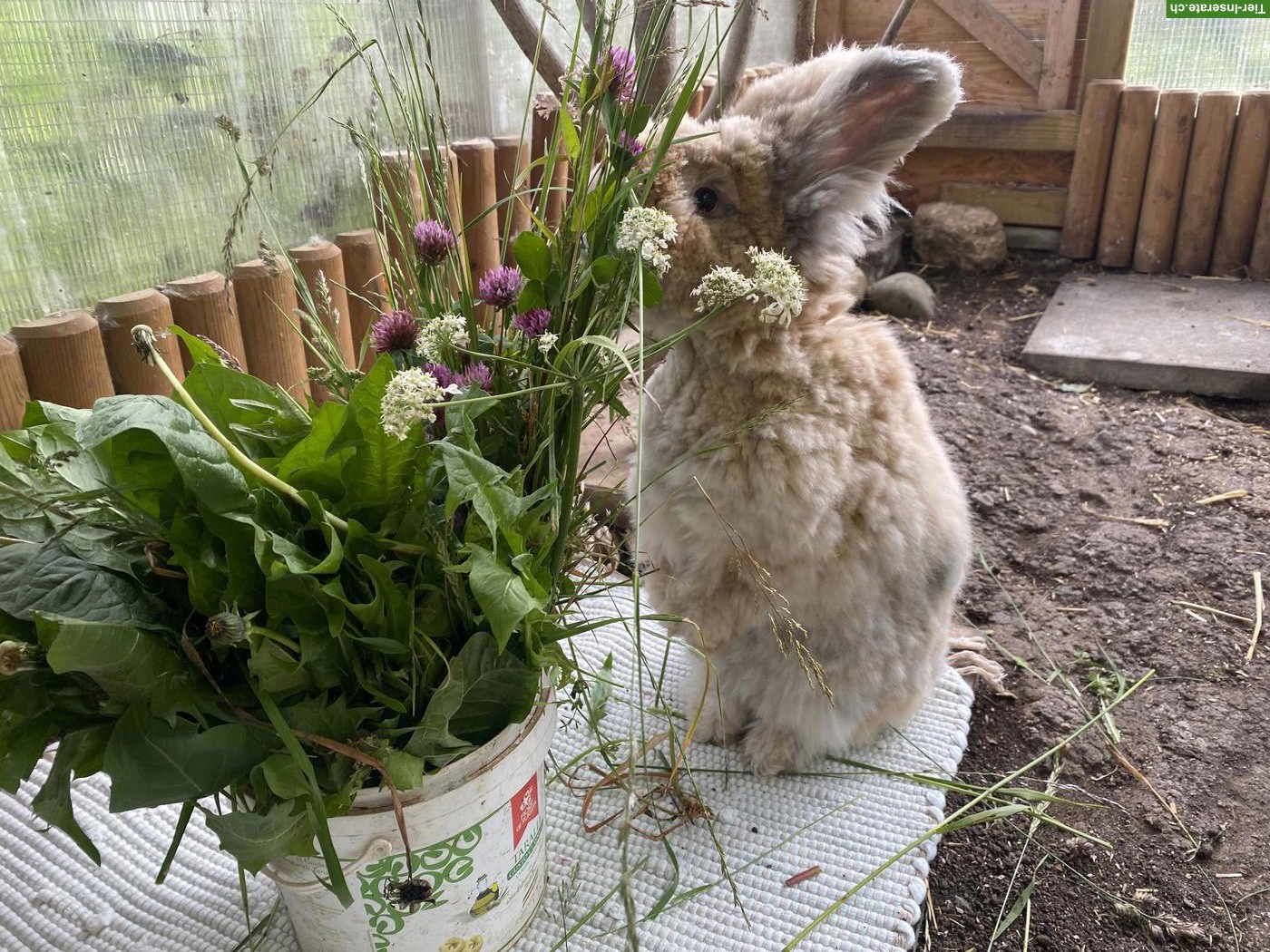 Bild 3: Englisch Angora Kaninchen, Häsin