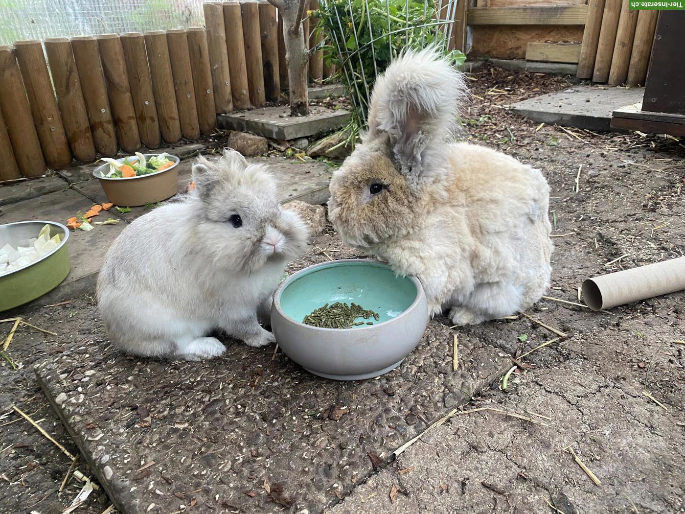 Bild 4: Englisch Angora Kaninchen, Häsin