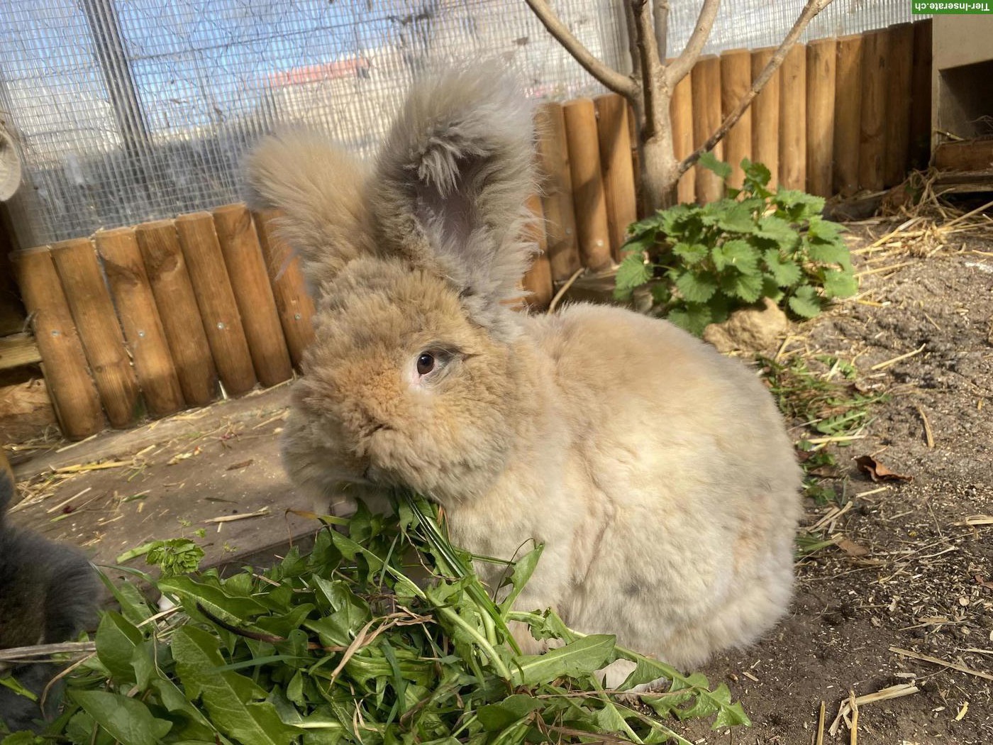 Bild 5: Englisch Angora Kaninchen, Häsin
