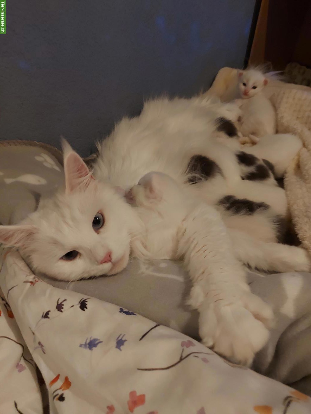 Süsse Main Coon x Ragdoll Kitten