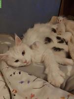 Süsse Main Coon x Ragdoll Kitten