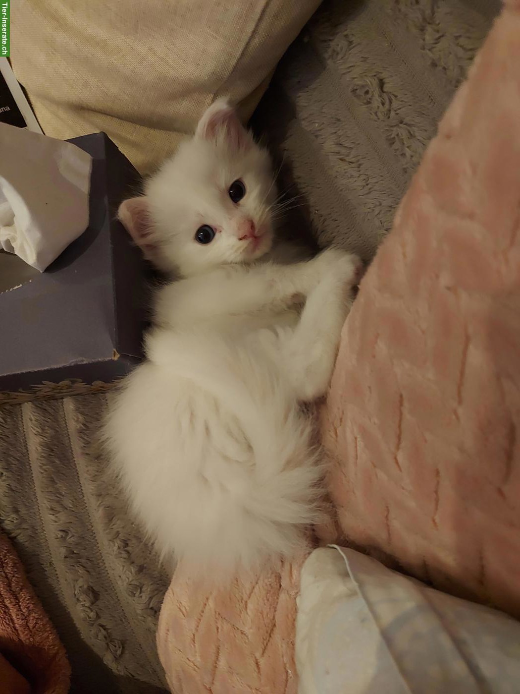 Bild 3: Süsse Main Coon x Ragdoll Kitten