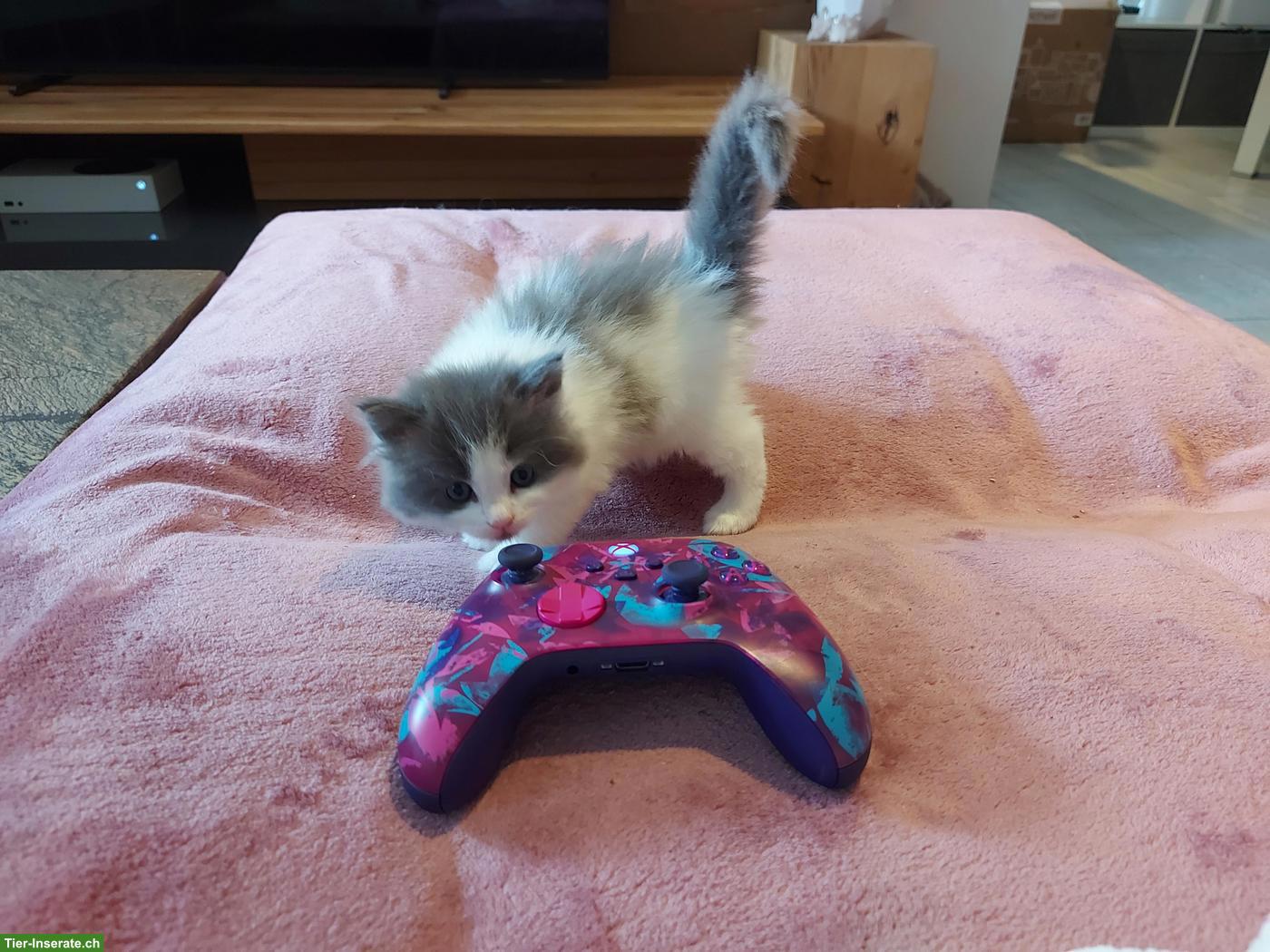 Bild 4: Süsse Main Coon x Ragdoll Kitten