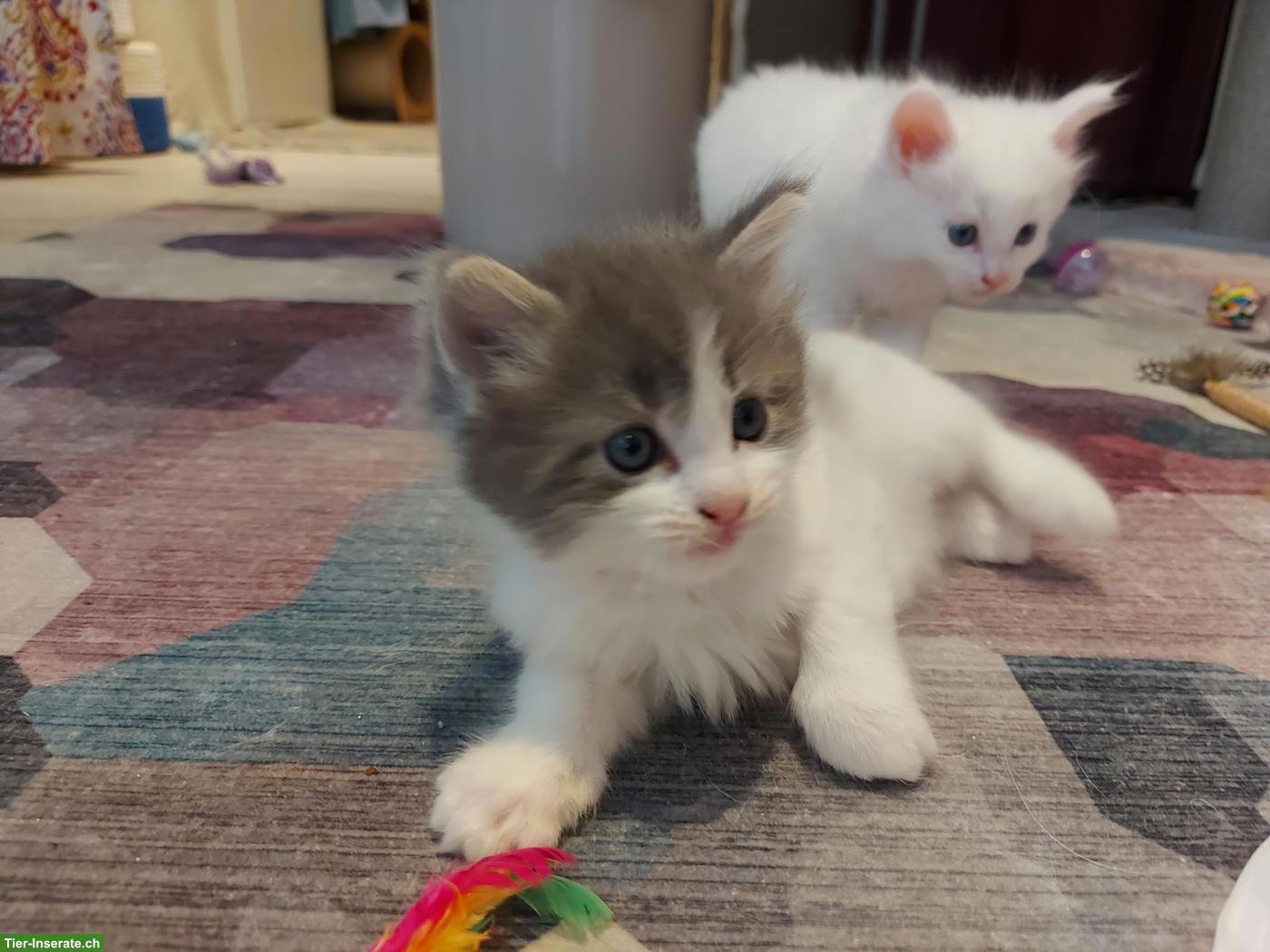 Bild 5: Süsse Main Coon x Ragdoll Kitten